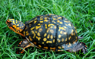 Черепаха на траве