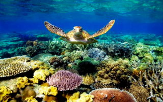 Черепаха плывет над кораллами