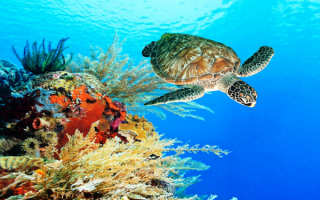 Черепаха у кораллового рифа