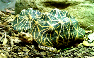 Звездчатые черепахи