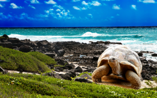 Черепаха на морском берегу