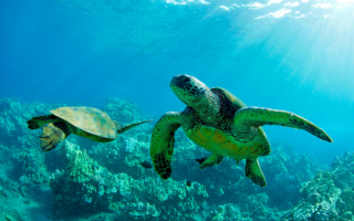 Черепахи в подводном мире