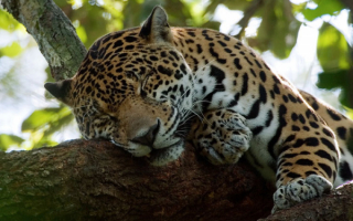 Спящий ягуар