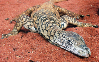 Австралийский варан