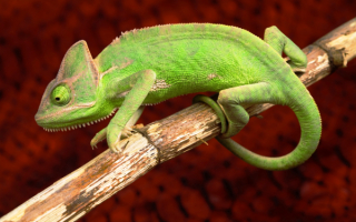 Хамелеон