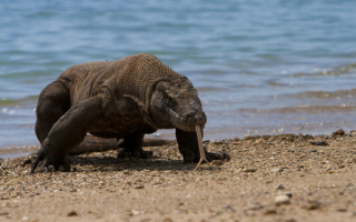 Варан на берегу моря