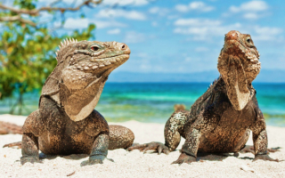 Кубинские игуаны