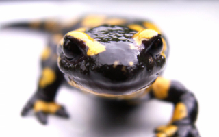 Саламандра