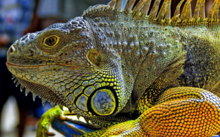 Большая игуана