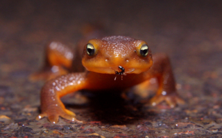 Саламандра поймала муравья