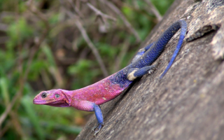 Ящерица с синим хвостом