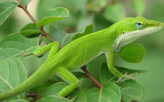 Ящерица на дереве