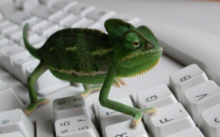 Маленькая игуана