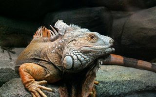 Коричневая игуана
