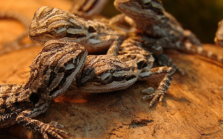 Ящерицы греются на солнышке