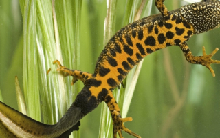 Саламандра в воде