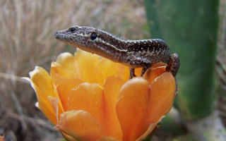 Ящерица на цветке