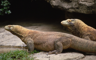 Драконы Комодо