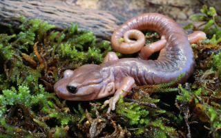 Саламандра на траве