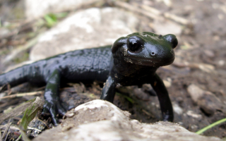 Саламандра черная