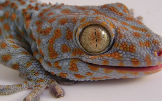 Голова саламандры