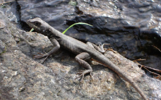 Ящерица на камнях