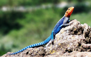 Ящерица агама